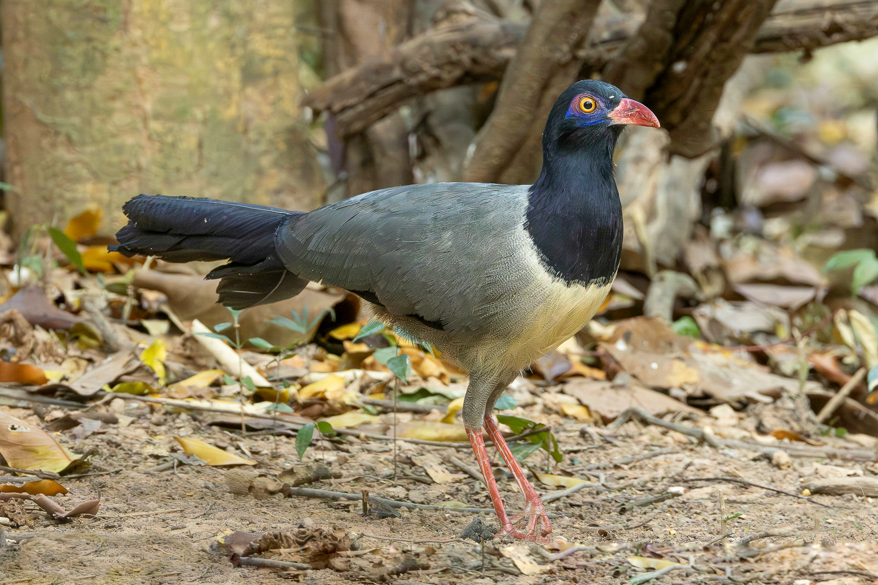 Coral-billed Ground Cuckoo (image by Vincent van der Spek)