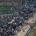 Crane Melee, (image by Dave Farrow)