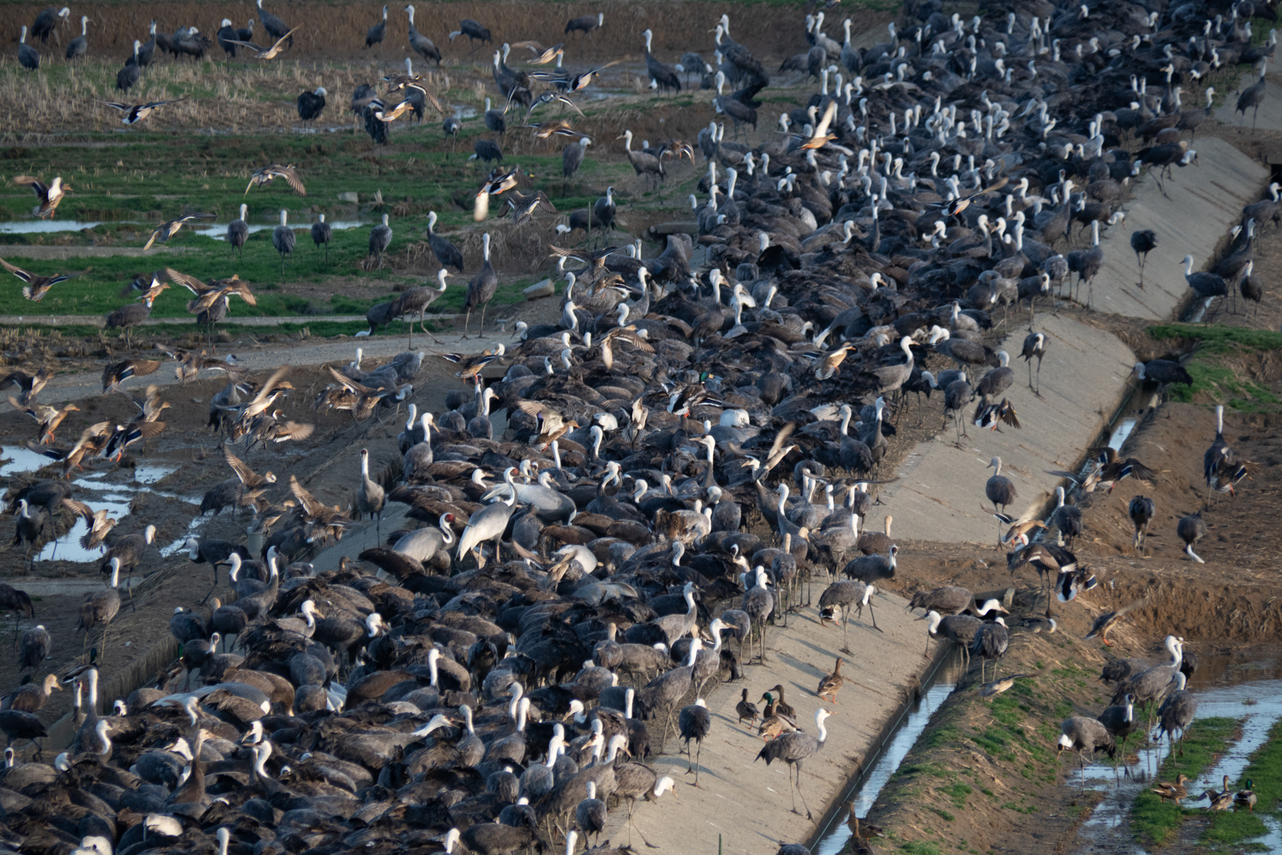 Crane Melee, (image by Dave Farrow)