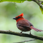 Crested Ant Tanager (image by Trevor Ellery)