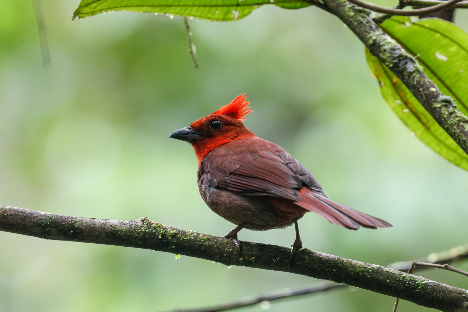 Crested Ant Tanager (image by Trevor Ellery)