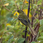 Crested Doradito (image by Eustace Barnes)
