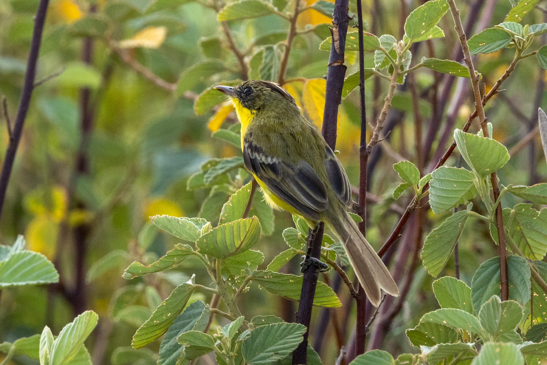 Crested Doradito (image by Eustace Barnes)