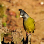 Crested Finchbill (image by Craig Robson)