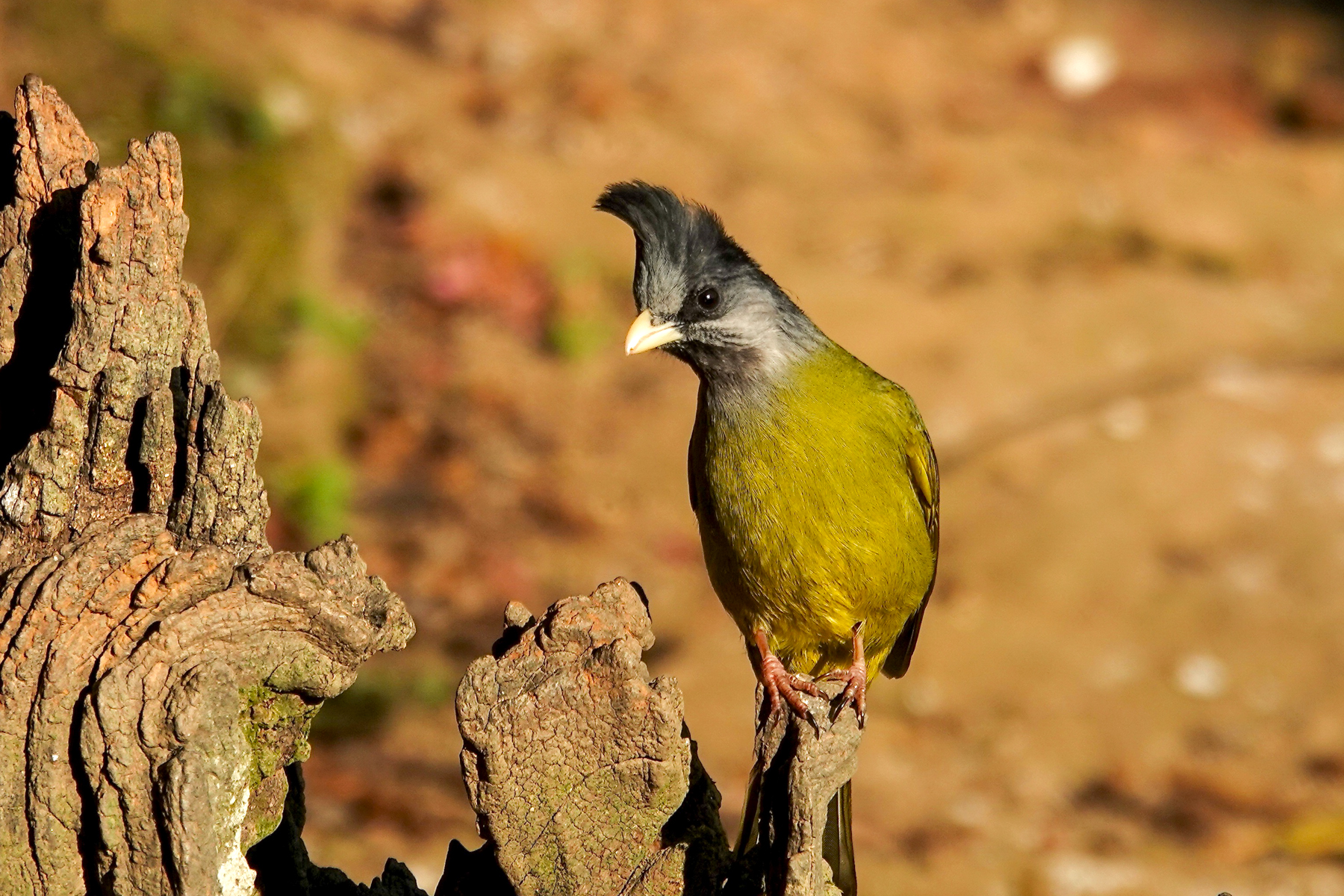 Crested Finchbill (image by Craig Robson)