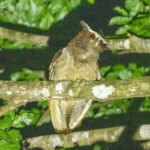Crested Owl (image by Eustace Barnes)