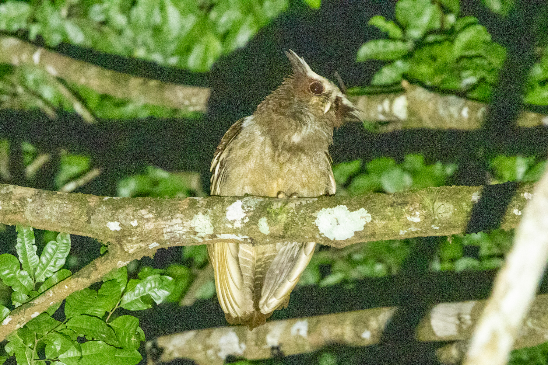 Crested Owl (image by Eustace Barnes)
