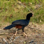 Crestless Curassow (image by Eustace Barnes)