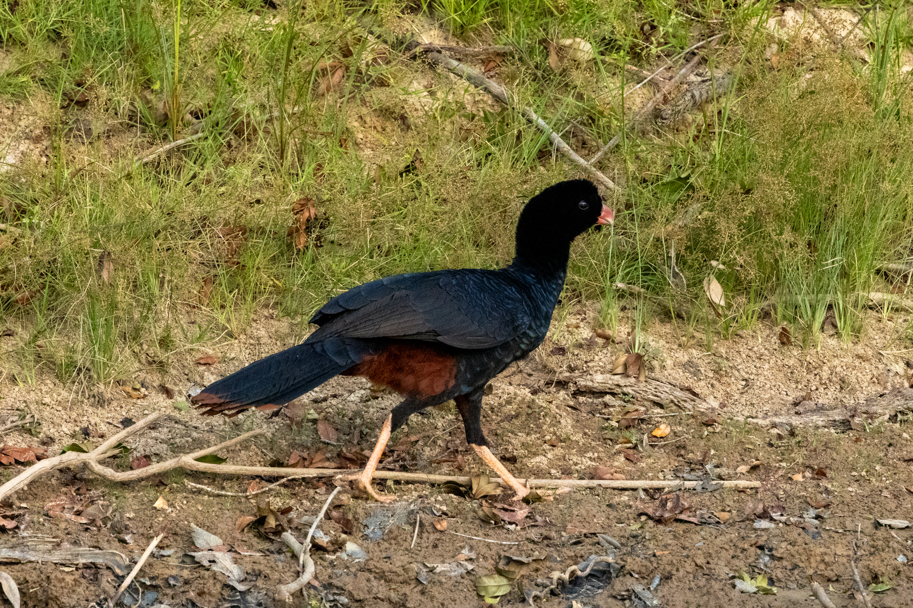 Crestless Curassow (image by Eustace Barnes)