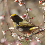 Crimson-browed Finch (image by Craig Robson)
