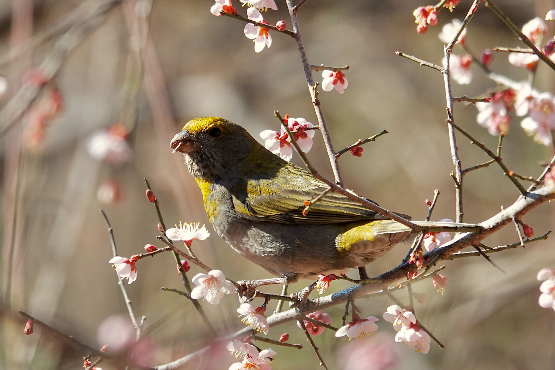 Crimson-browed Finch (image by Craig Robson)