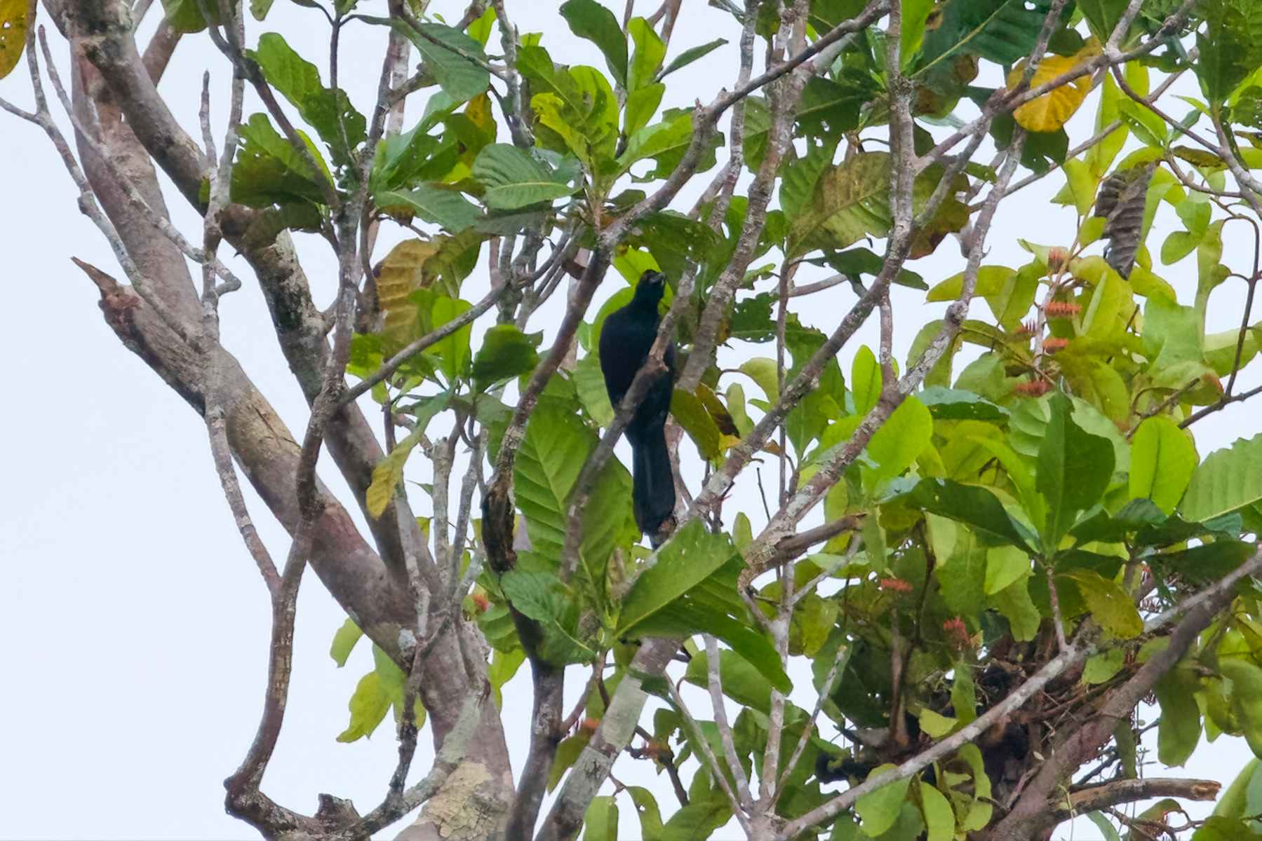 Crinckle-collared Manucode (image by Phil Hansbro)