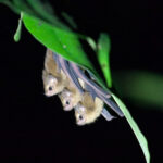 Dark Sheath-tailed Bat (image by Phil Hansbro)