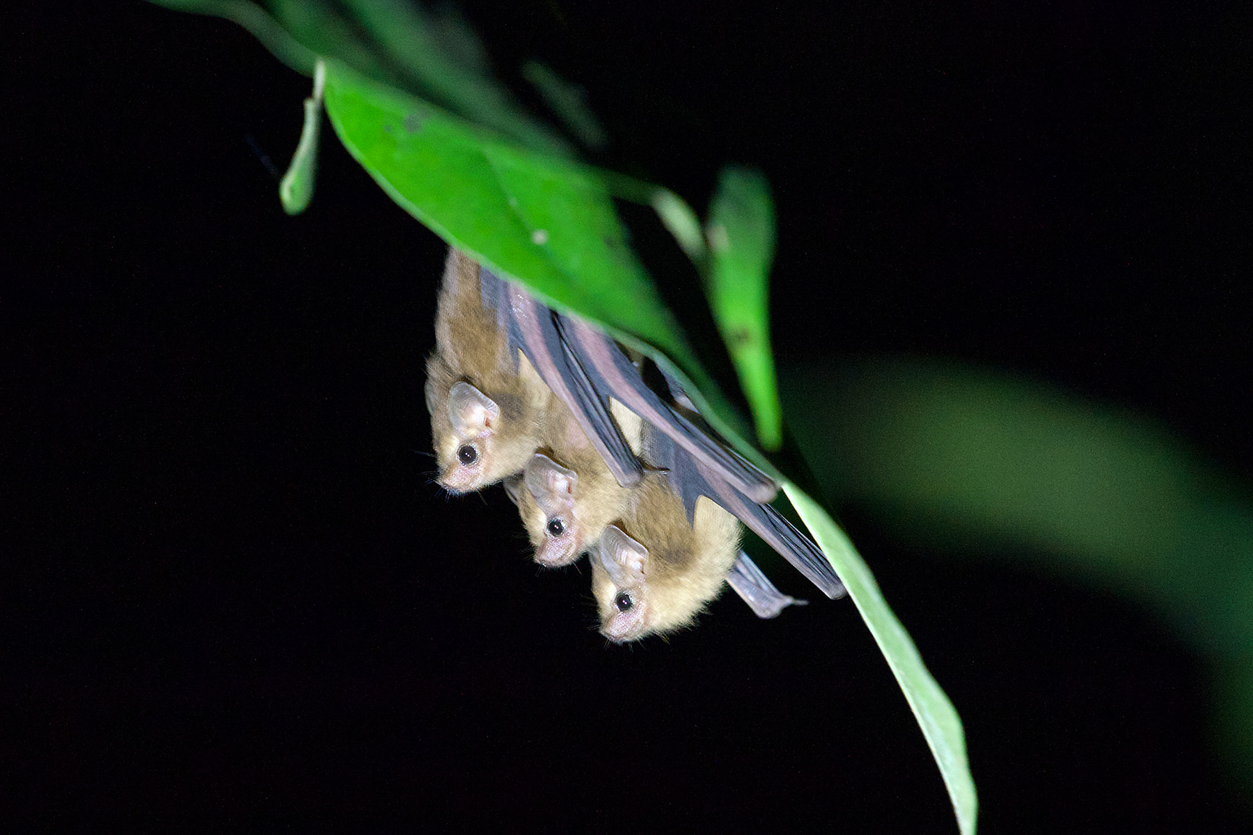 Dark Sheath-tailed Bat (image by Phil Hansbro)