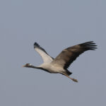 Demoiselle Crane (image by Hannu Jännes)