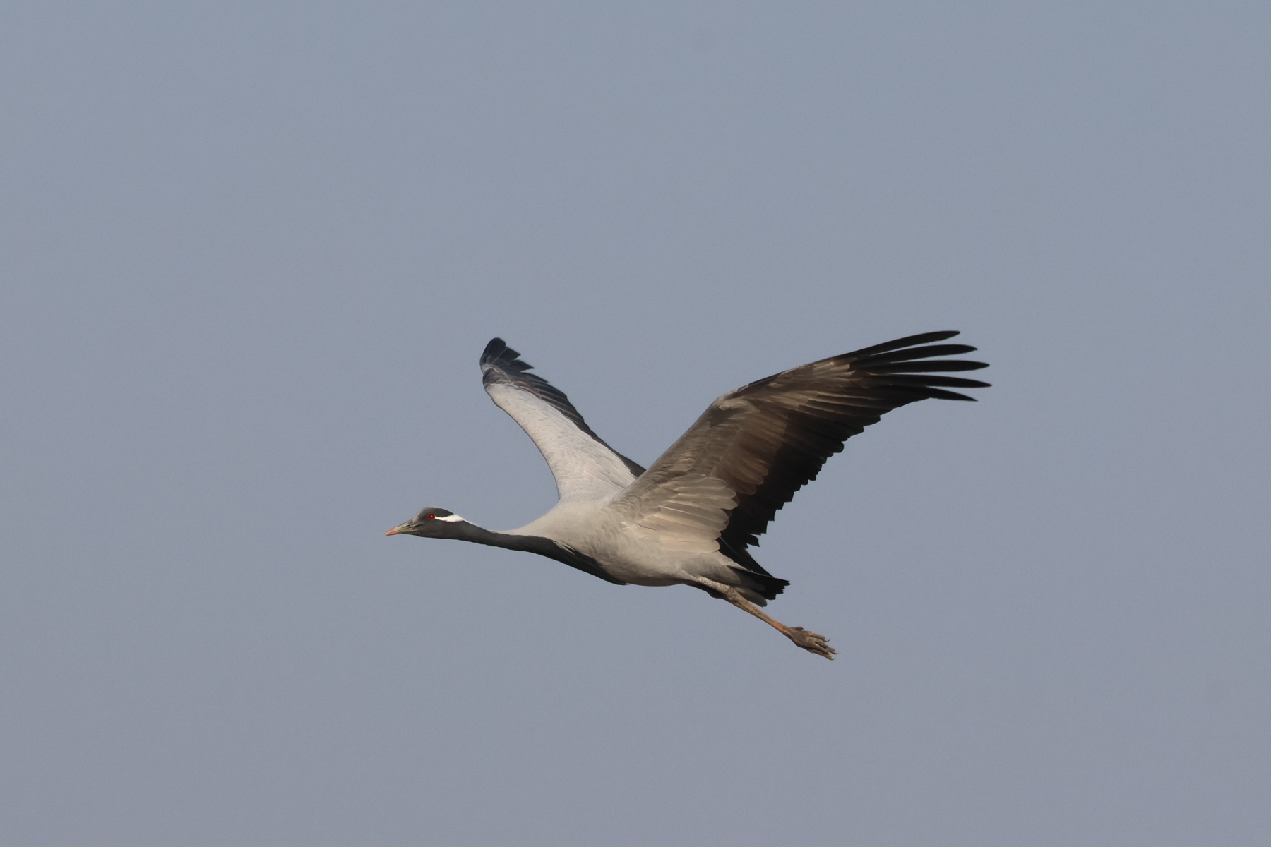 Demoiselle Crane (image by Hannu Jännes)