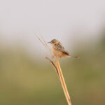 Desert Cisticola (image by Diedert Koppenol)