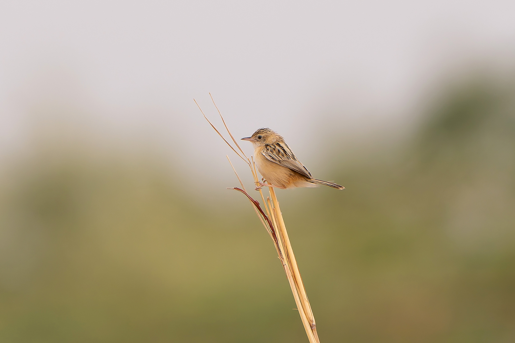 Desert Cisticola (image by Diedert Koppenol)