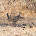 Double-spurred Spurfowl (image by Diedert Koppenol)