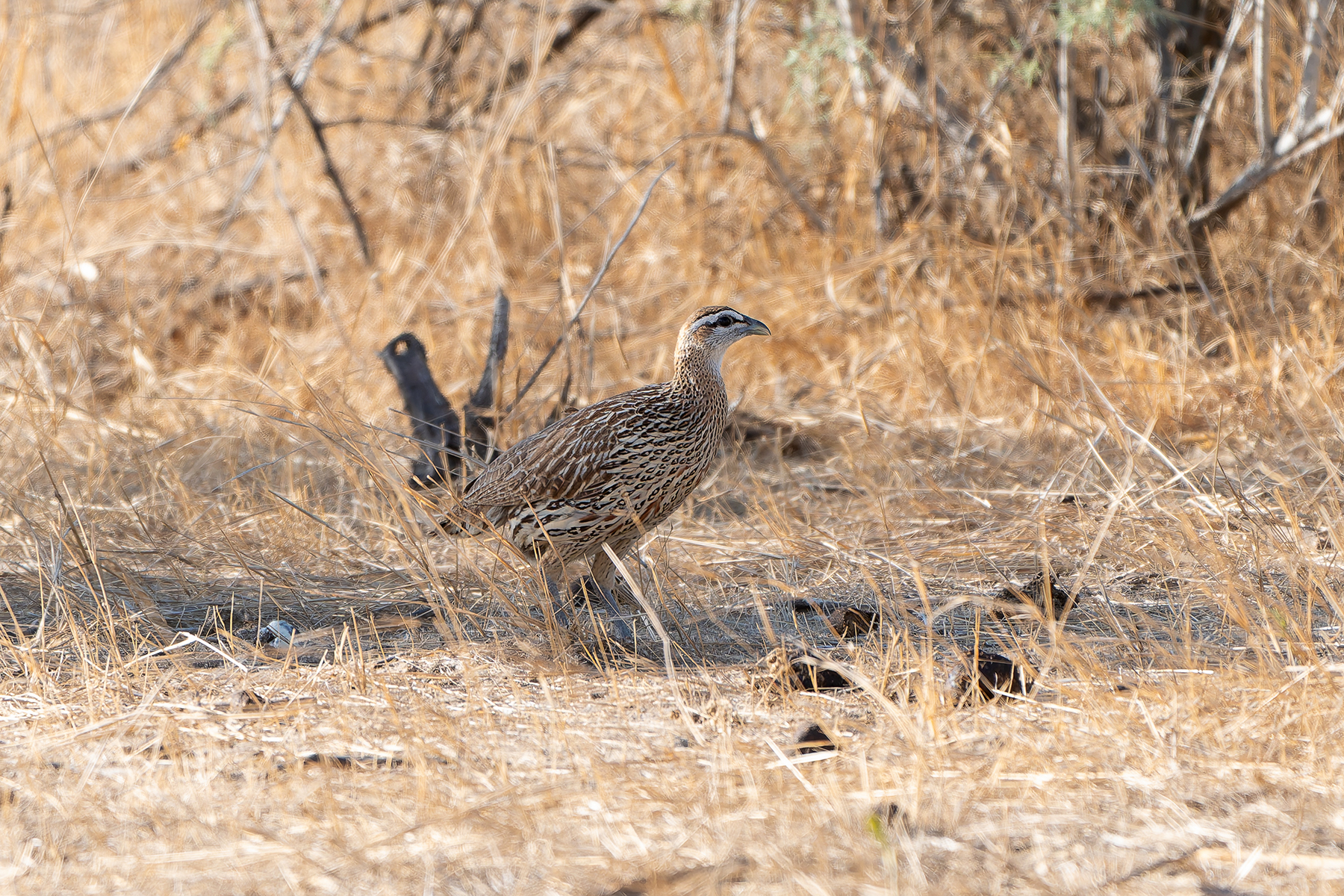 Double-spurred Spurfowl (image by Diedert Koppenol)