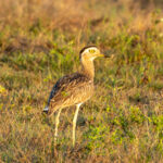 Double-striped Thick-knee (image by Eustace Barnes)