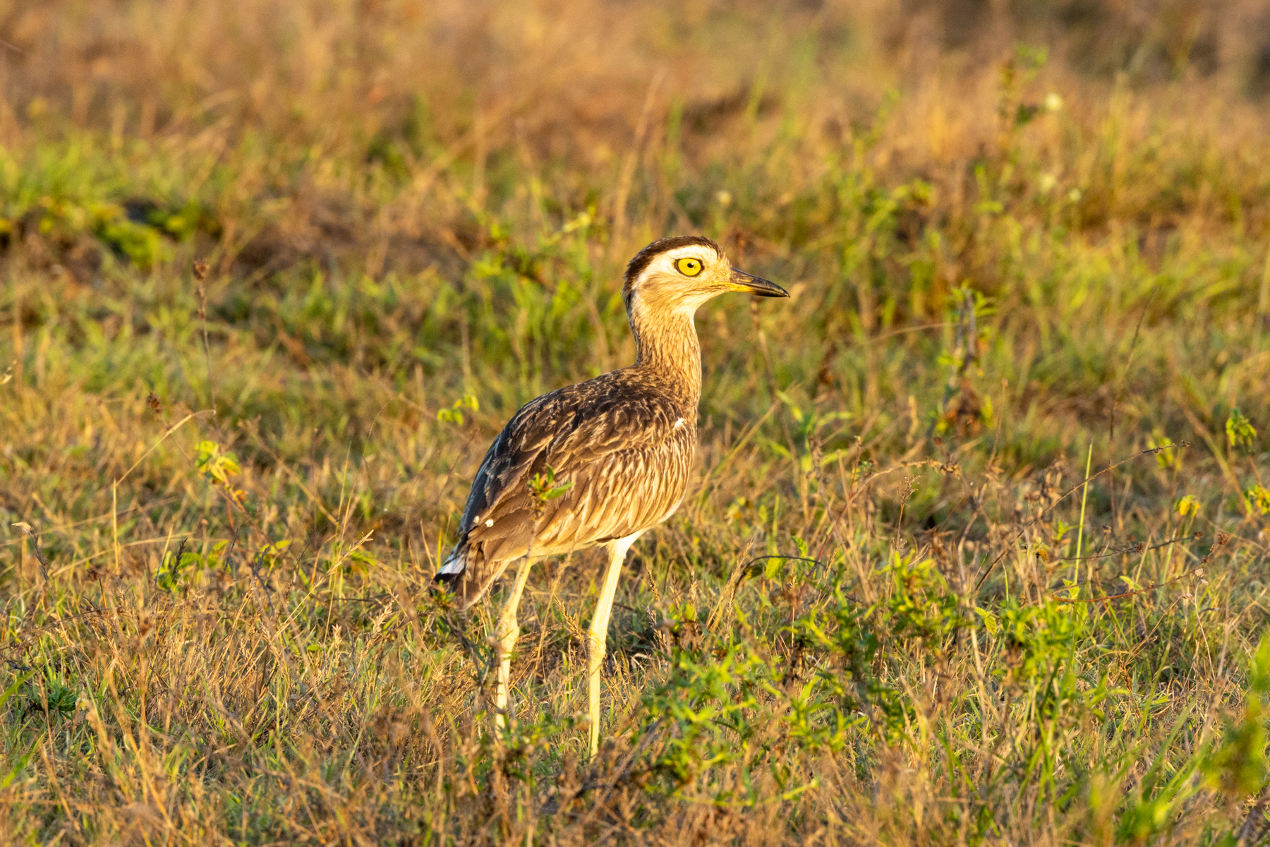 Double-striped Thick-knee (image by Eustace Barnes)