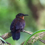 Dusky Leaftosser (image by Trevor Ellery)