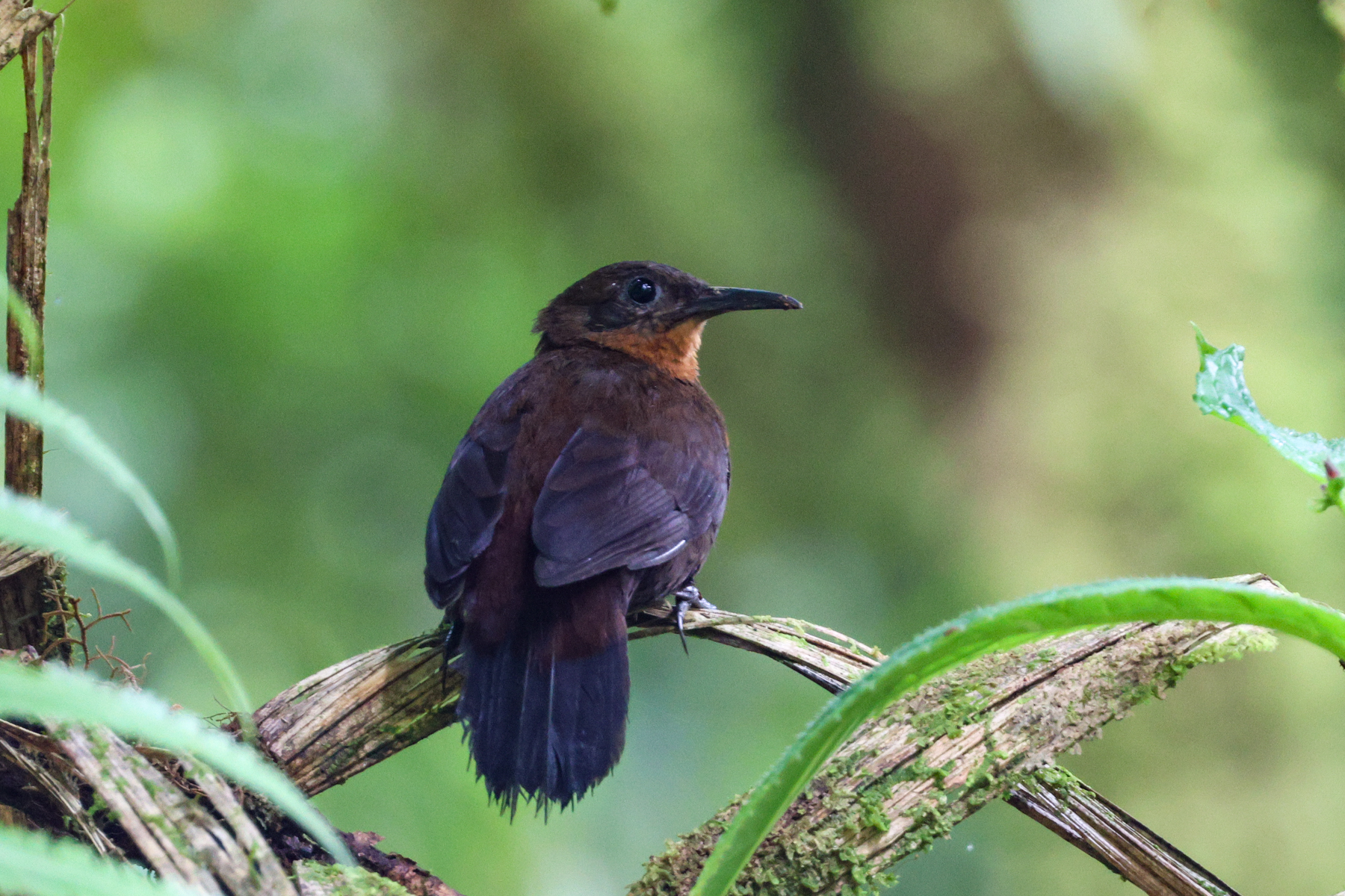 Dusky Leaftosser (image by Trevor Ellery)