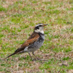 Dusky Thrush (image by Dave Farrow)