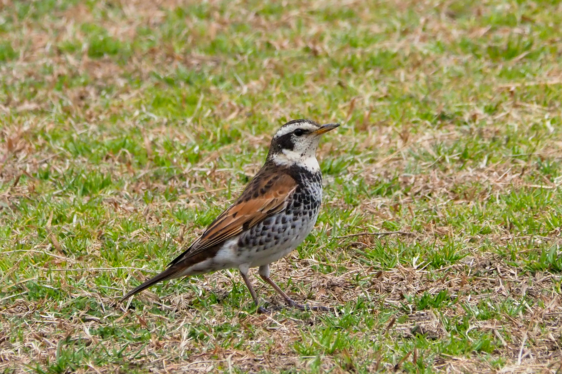 Dusky Thrush (image by Dave Farrow)