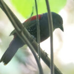 Dybowski's Twinspot (image by Martin Hale)