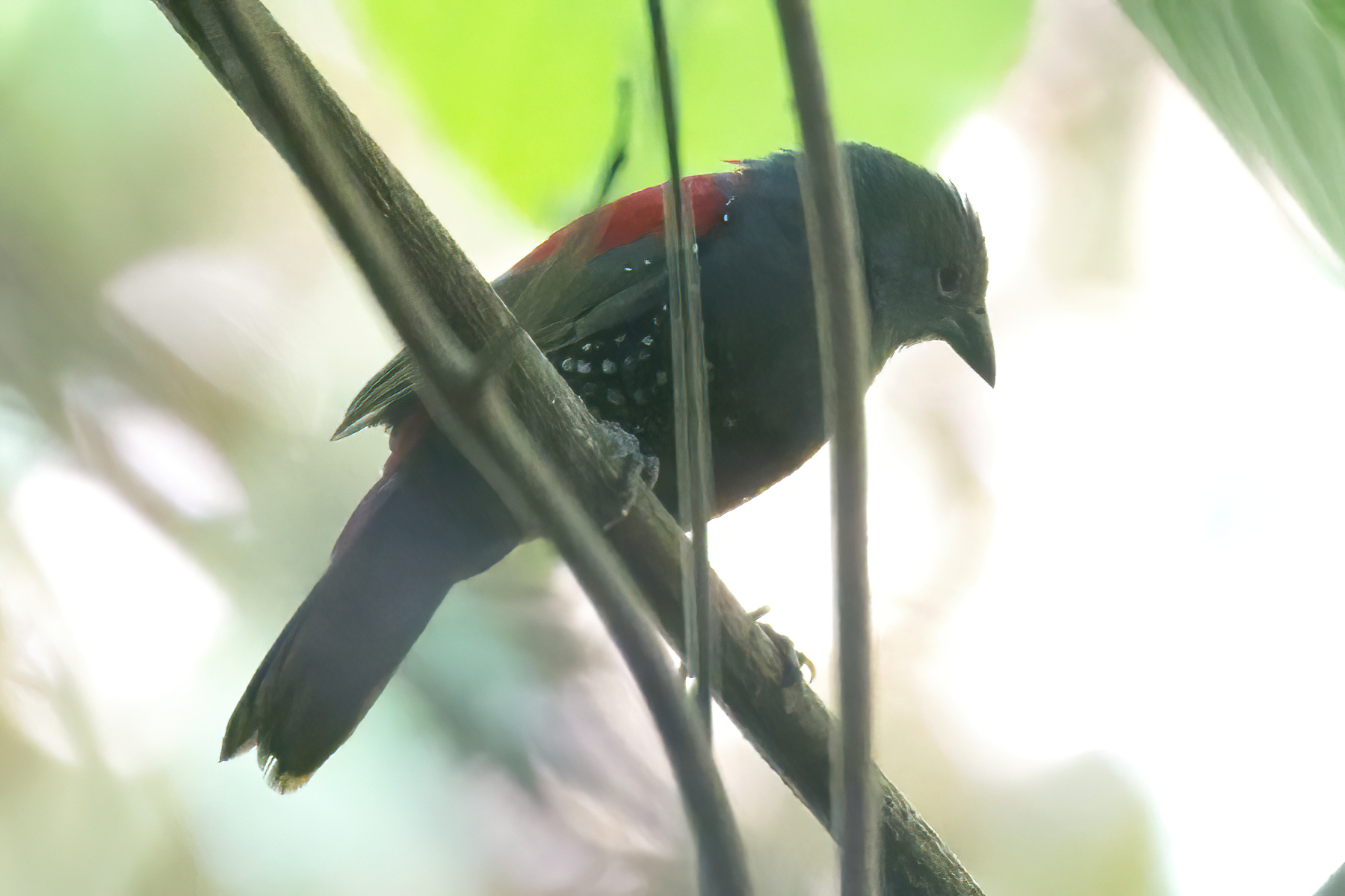 Dybowski's Twinspot (image by Martin Hale)