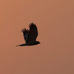 Eastern Marsh Harrier (image by Vincent van der Spek)