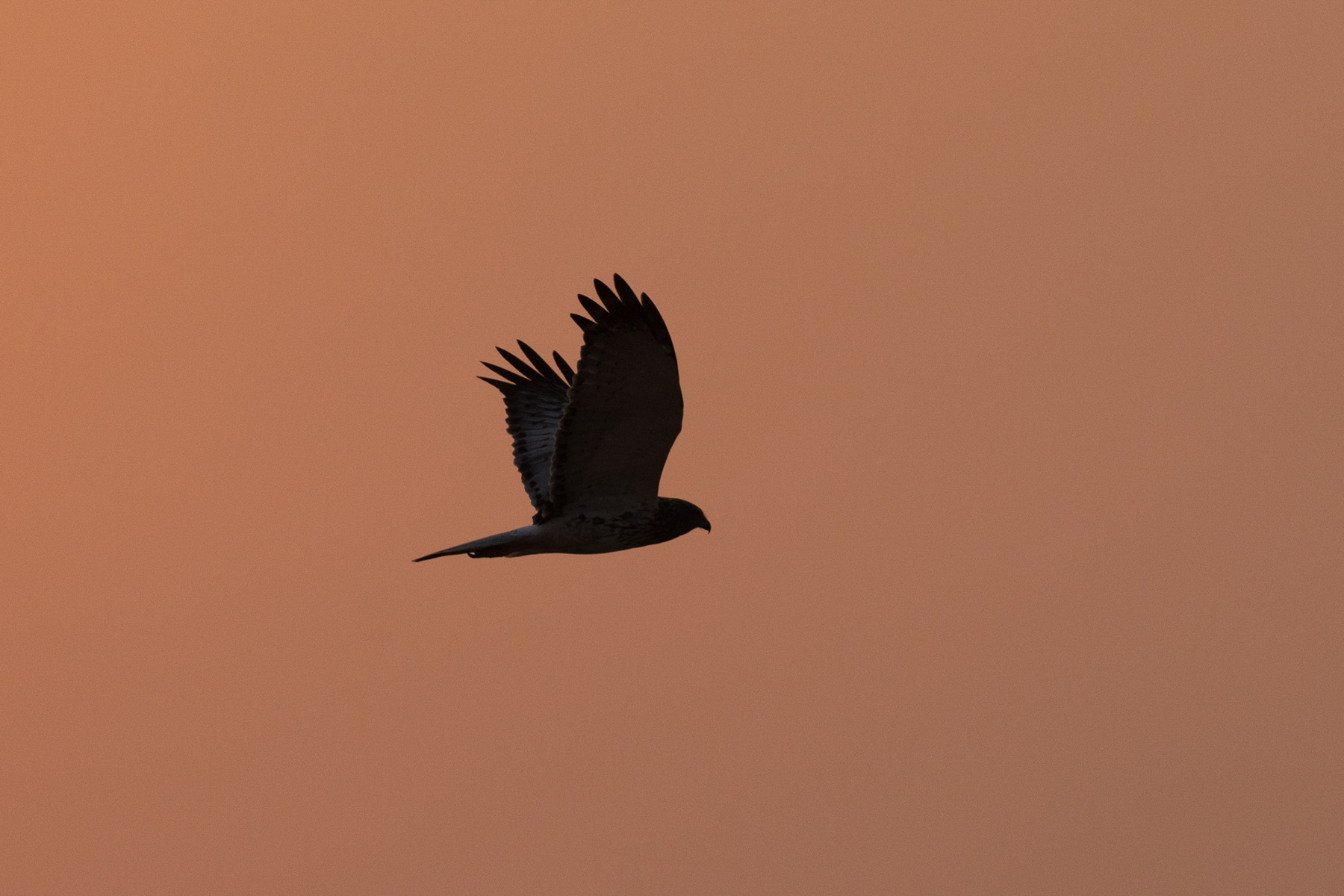 Eastern Marsh Harrier (image by Vincent van der Spek)