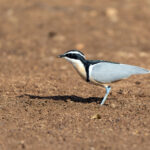 Egyptian Plover (image by Diedert Koppenol)