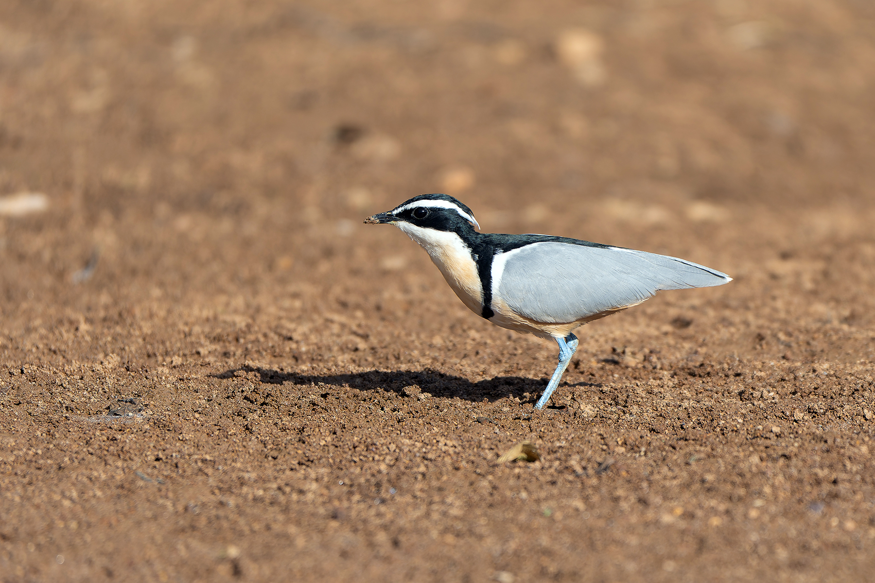 Egyptian Plover (image by Diedert Koppenol)