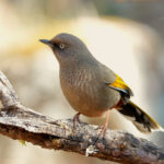 Elliot's Laughingthrush (image by Craig Robson)