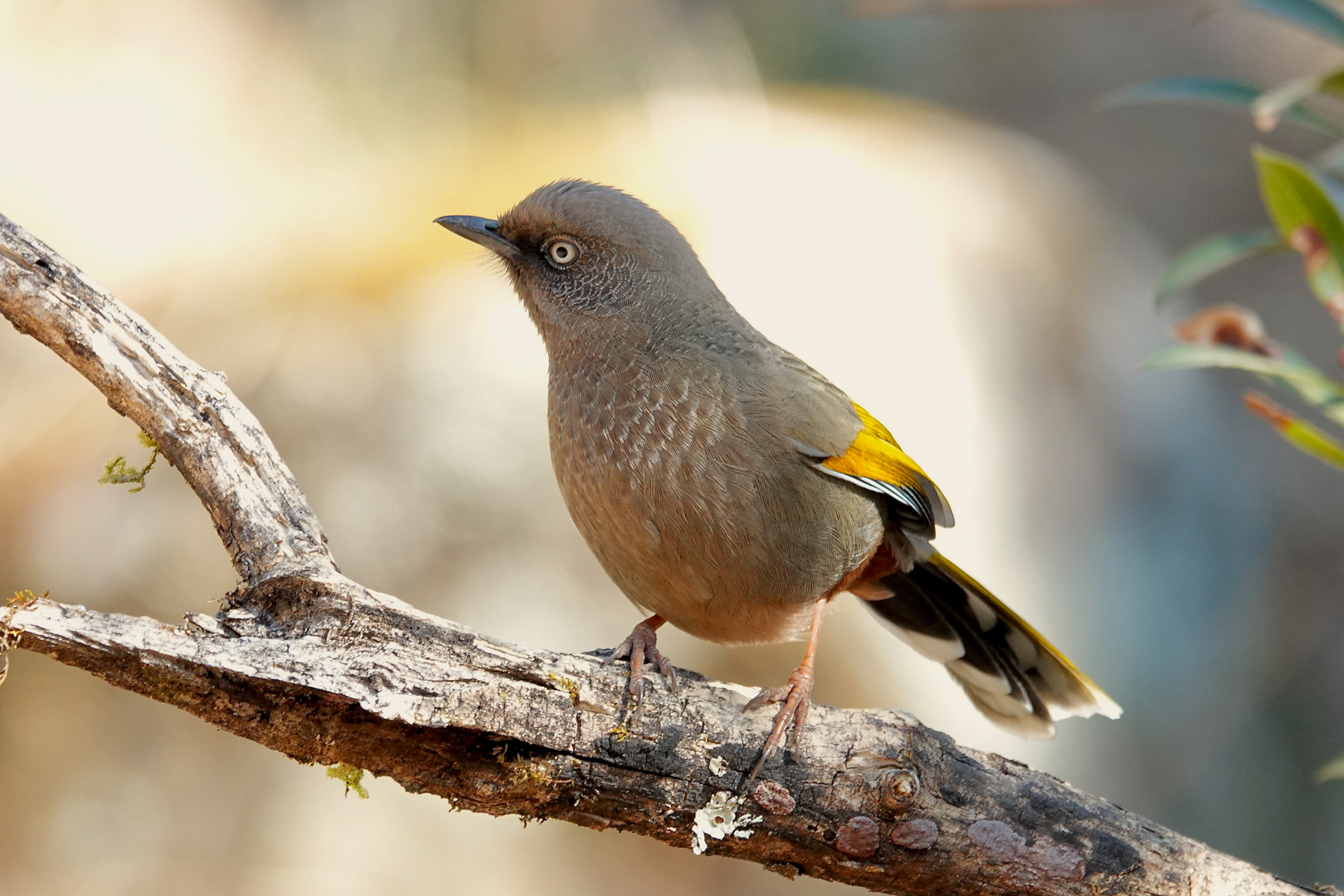 Elliot's Laughingthrush (image by Craig Robson)