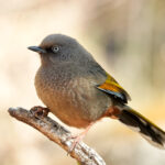 Elliot's Laughingthrush (image by Craig Robson)