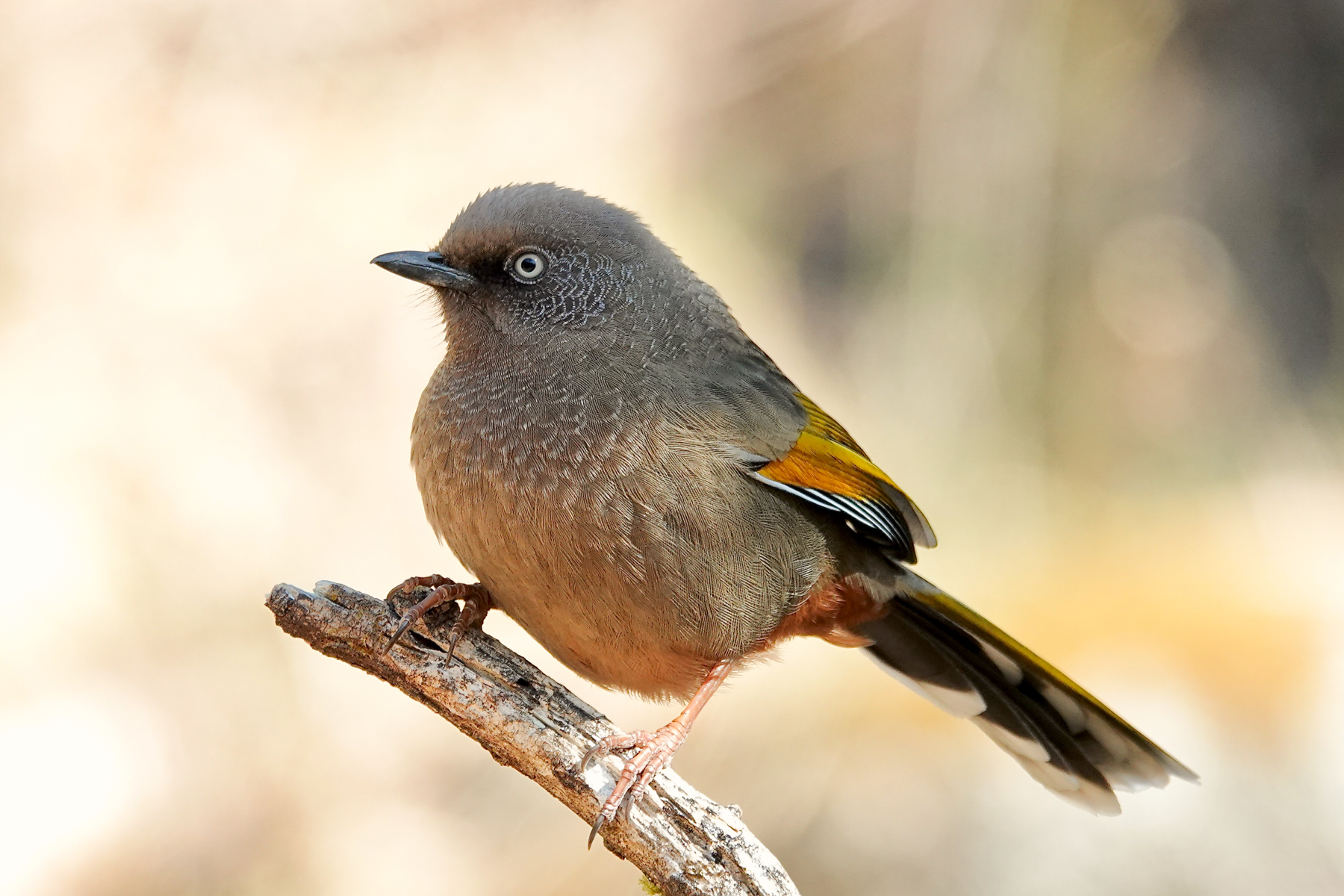 Elliot's Laughingthrush (image by Craig Robson)