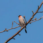 Eurasian Bullfinch (image by Dave Farrow)