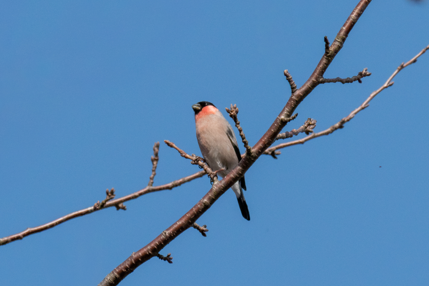 Eurasian Bullfinch (image by Dave Farrow)