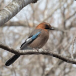 Eurasian Jay Brandti Race (image by Dave Farrow)