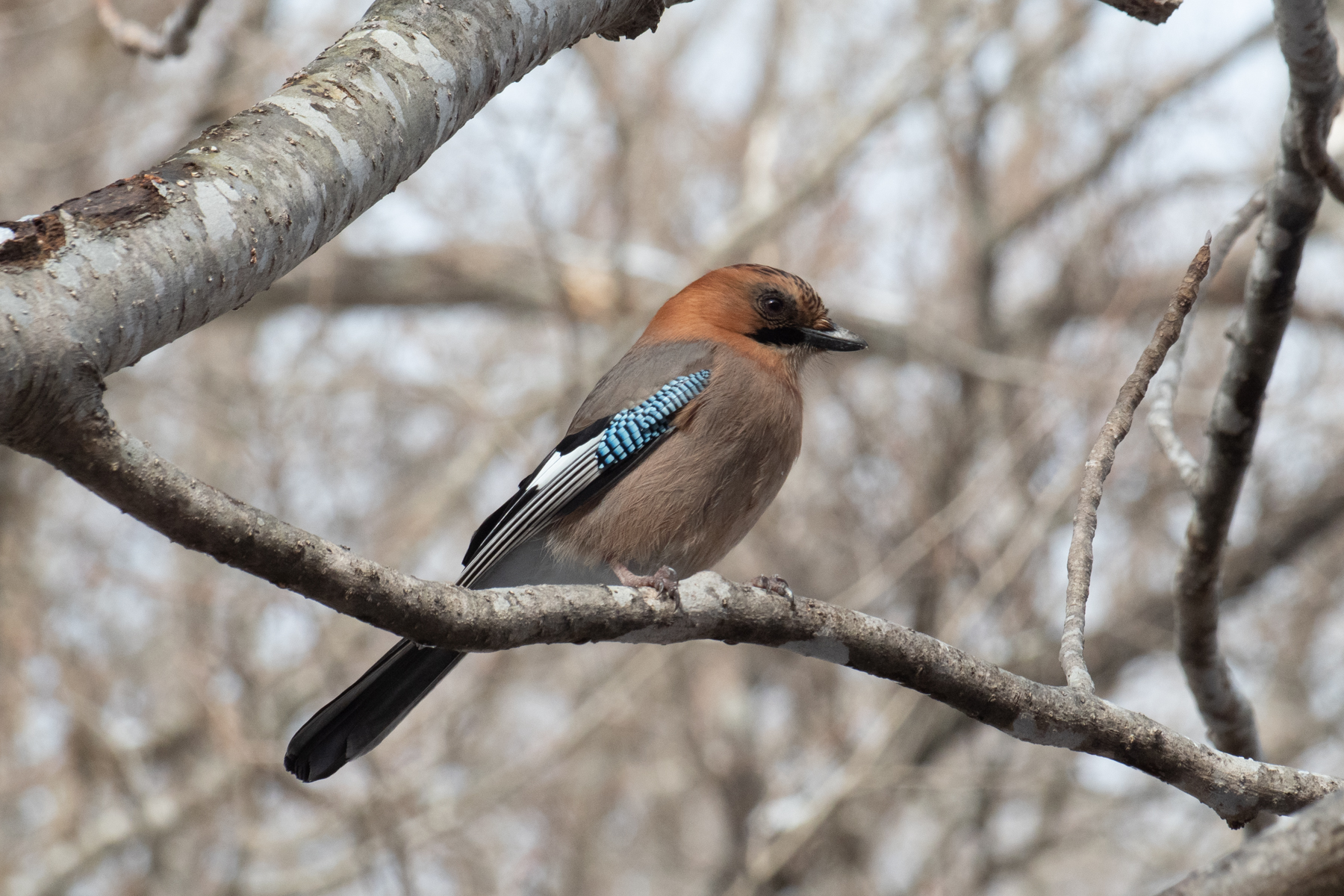 Eurasian Jay Brandti Race (image by Dave Farrow)