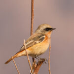 Eversmann's Redstart (image by Hannu Jännes)