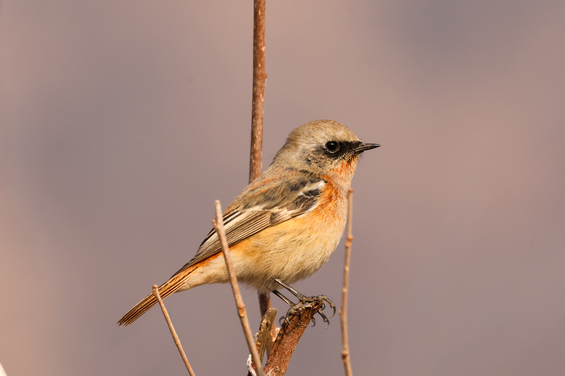 Eversmann's Redstart (image by Hannu Jännes)