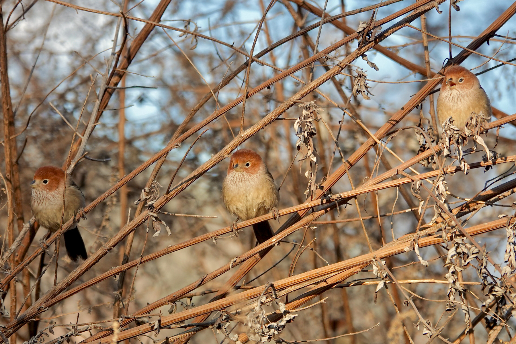Eye-ringed Parrotbills (image by Craig Robson)