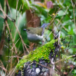 Fan-tailed Berrypecker Female (image by Phil Hansbro)