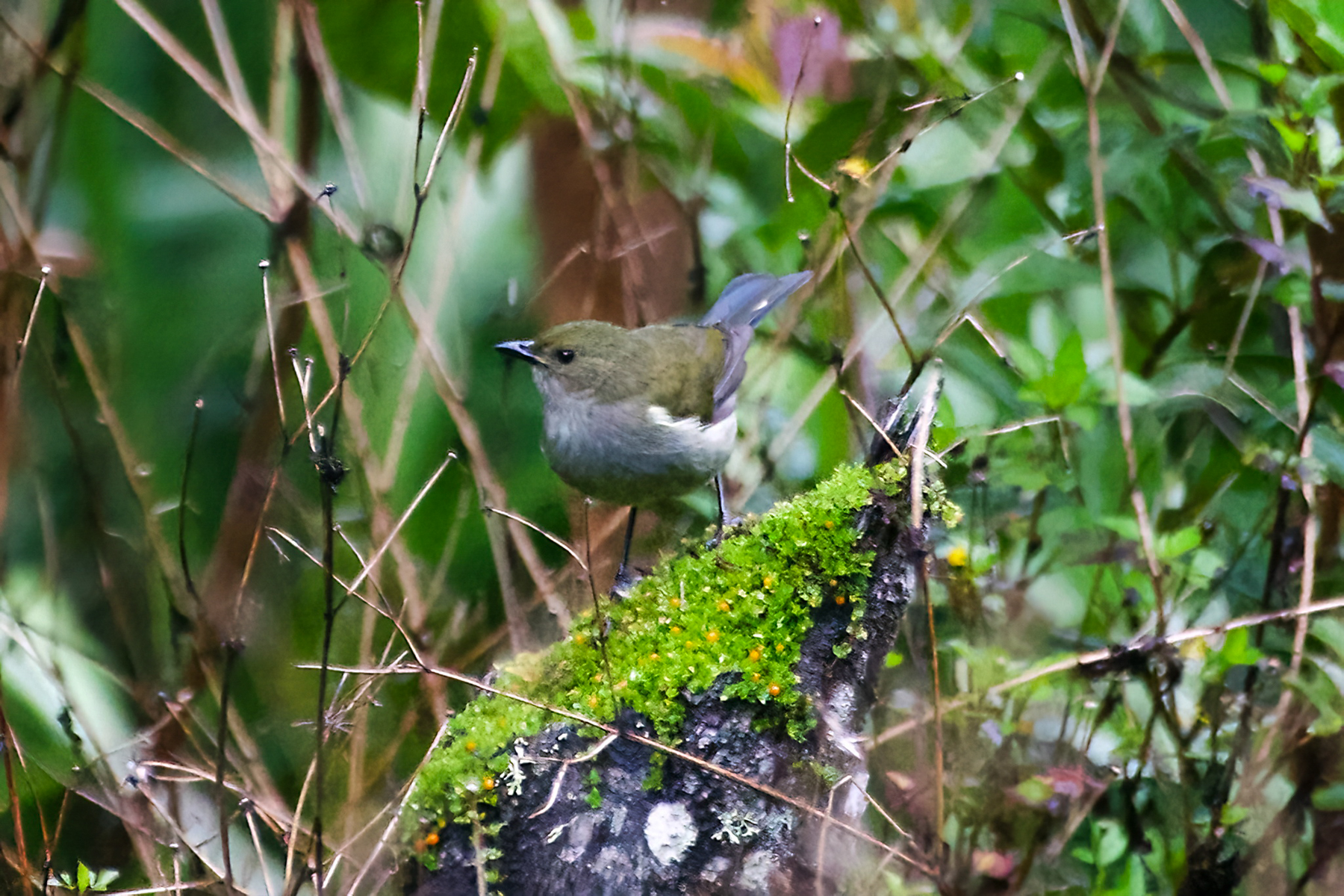 Fan-tailed Berrypecker Female (image by Phil Hansbro)