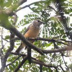 Fawn-breasted Bowerbird (image by Phil Hansbro)